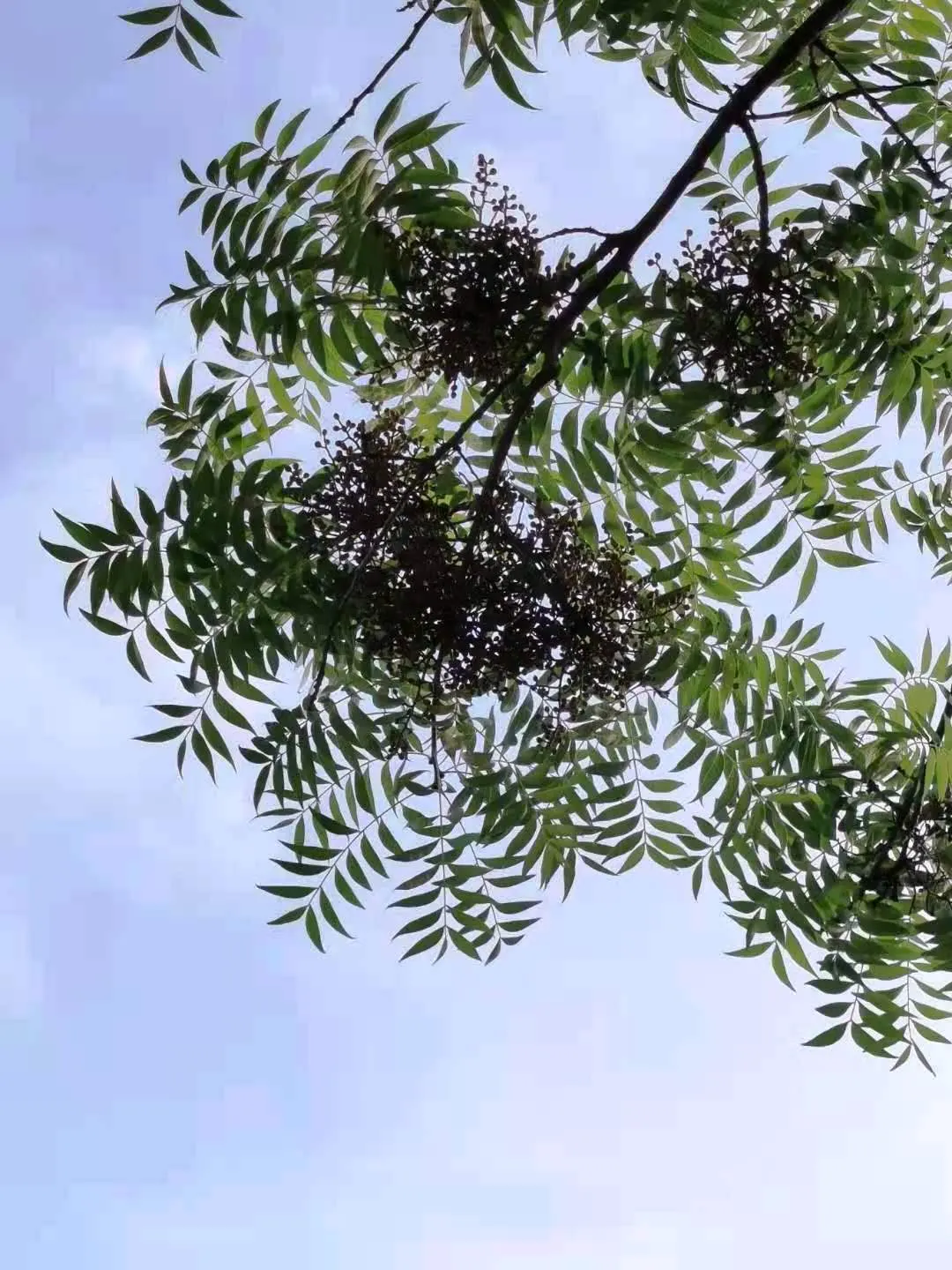 Chinese Pistache (Pistacia Chinensis) — This hardy species tolerates various soils and urban conditions; it prefers full sun exposure and requires, image 44