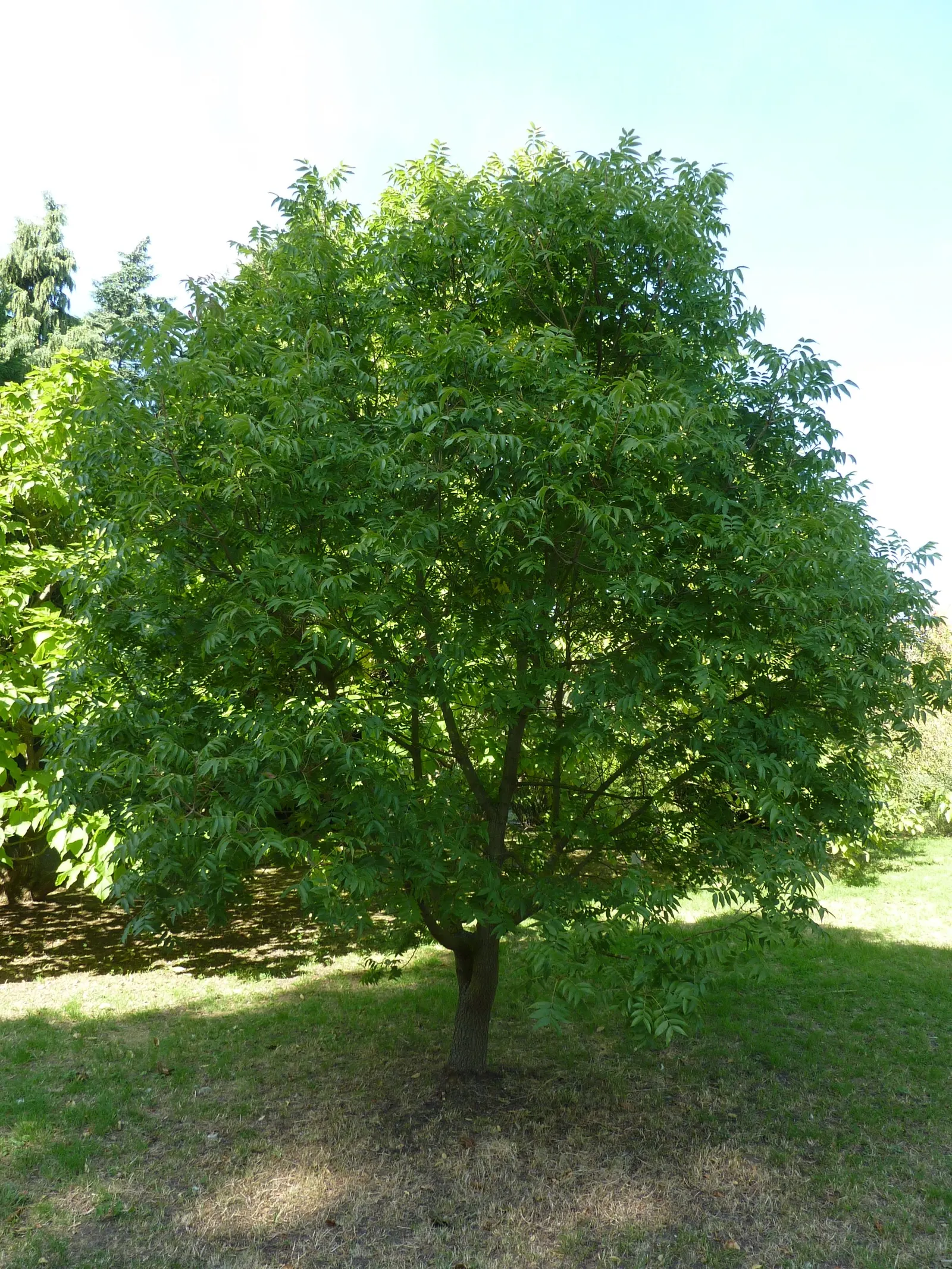 Chinese Pistache (Pistacia Chinensis) — The Chinese Pistache (Pistacia chinensis) is a resilient; this hardy species tolerates various soils and urban