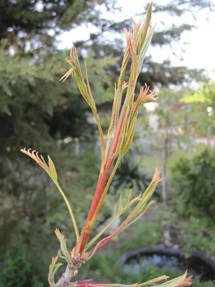Chinese Pistache (Pistacia Chinensis) — low-maintenance choice for street or lawn plantings; ideal for adding a splash of autumn color to temperate landscapes