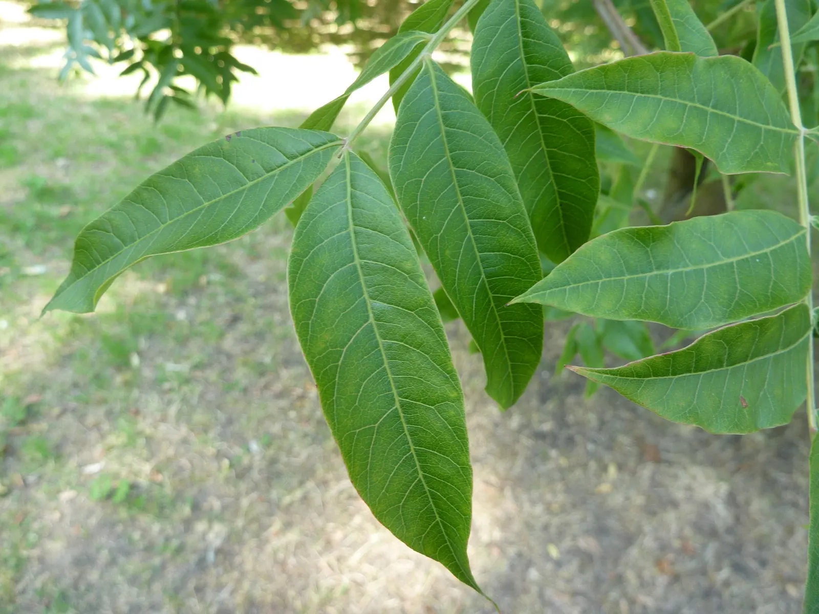 Chinese Pistache (Pistacia Chinensis) — deciduous tree reaching 25-35 feet in height with an equally wide canopy; it is drought-tolerant once established
