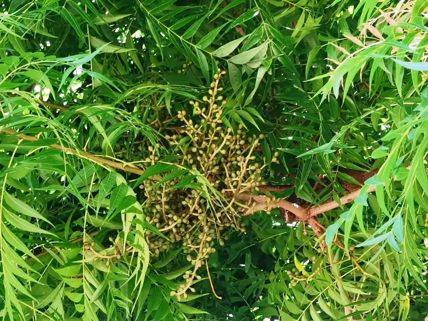 Chinese Pistache (Pistacia Chinensis) — pinnate leaves are deep green through spring and summer