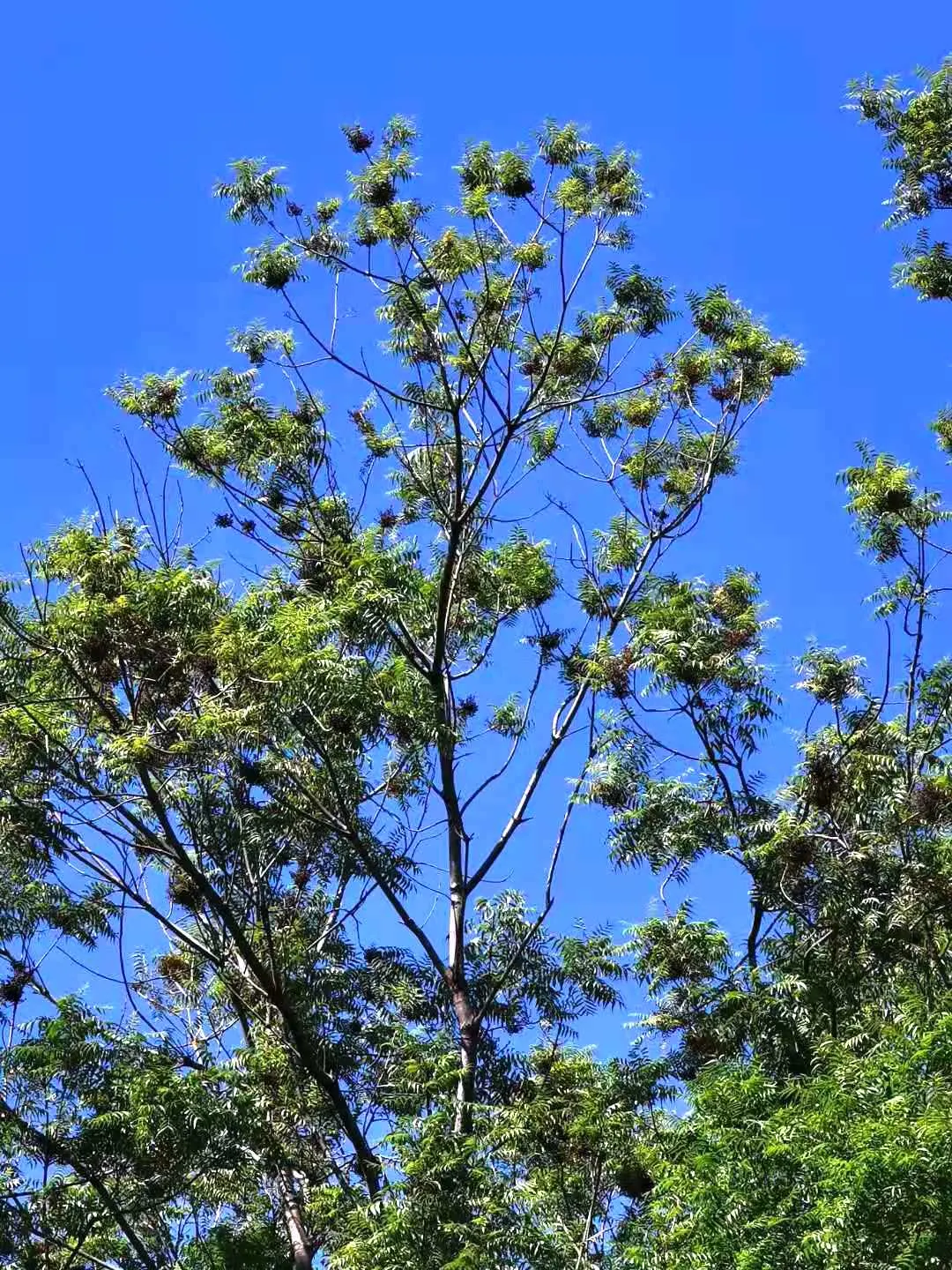 Chinese Pistache (Pistacia Chinensis) — This will ensure optimal health and color vibrancy, enhancing both residential and commercial landscapes alike; the