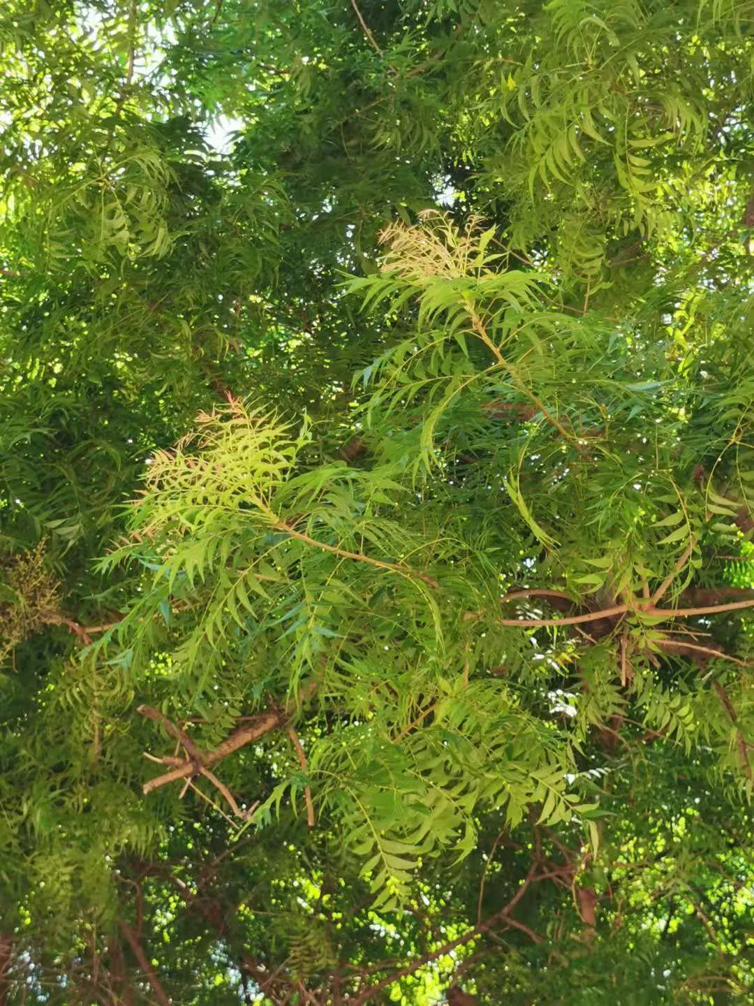 Chinese Pistache (Pistacia Chinensis) — The Chinese Pistache (Pistacia chinensis) is a deciduous tree with a notably graceful