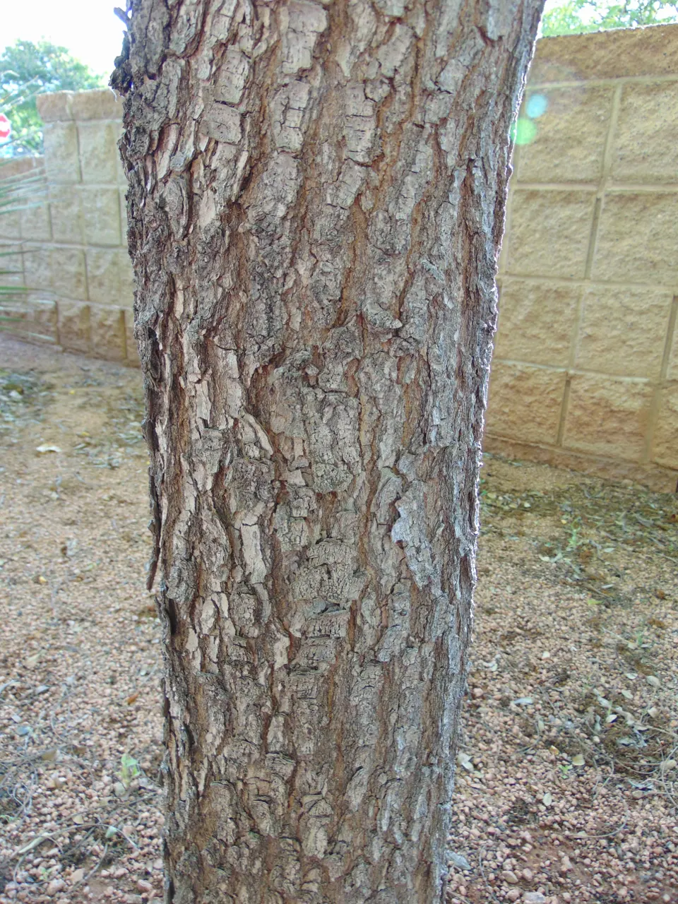 Chinese Pistache (Pistacia Chinensis) — This hardy species tolerates various soils and urban conditions; it prefers full sun exposure and requires minimal care