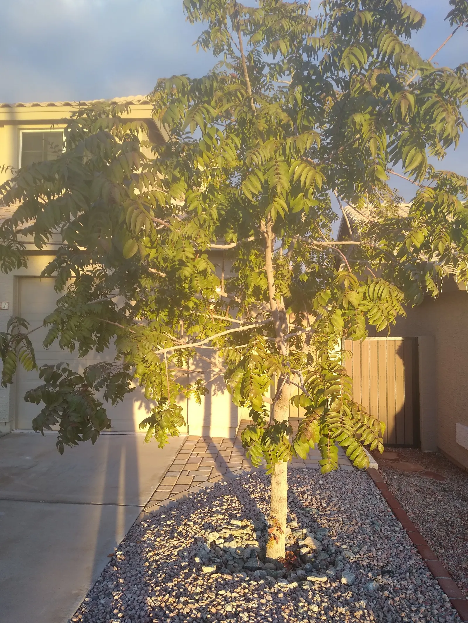 Chinese Pistache (Pistacia Chinensis) — It prefers full sun exposure and requires minimal care once established; and it adapts well to various soil types