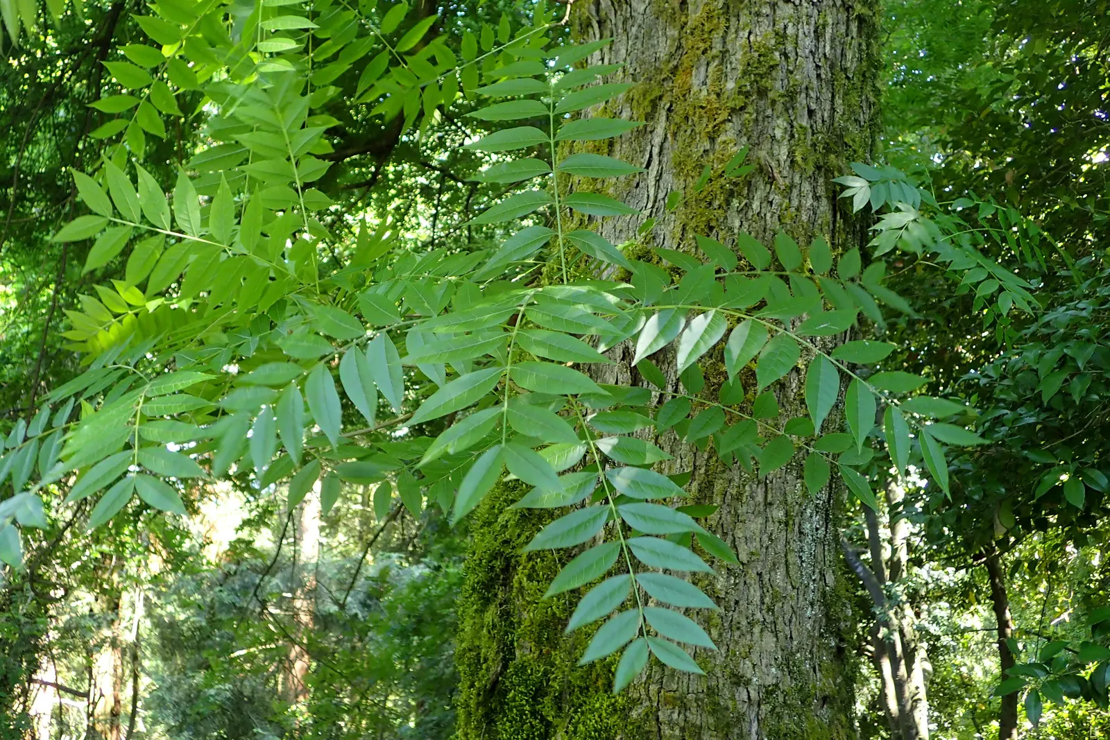 Chinese Pistache (Pistacia Chinensis) — It is drought-tolerant once established