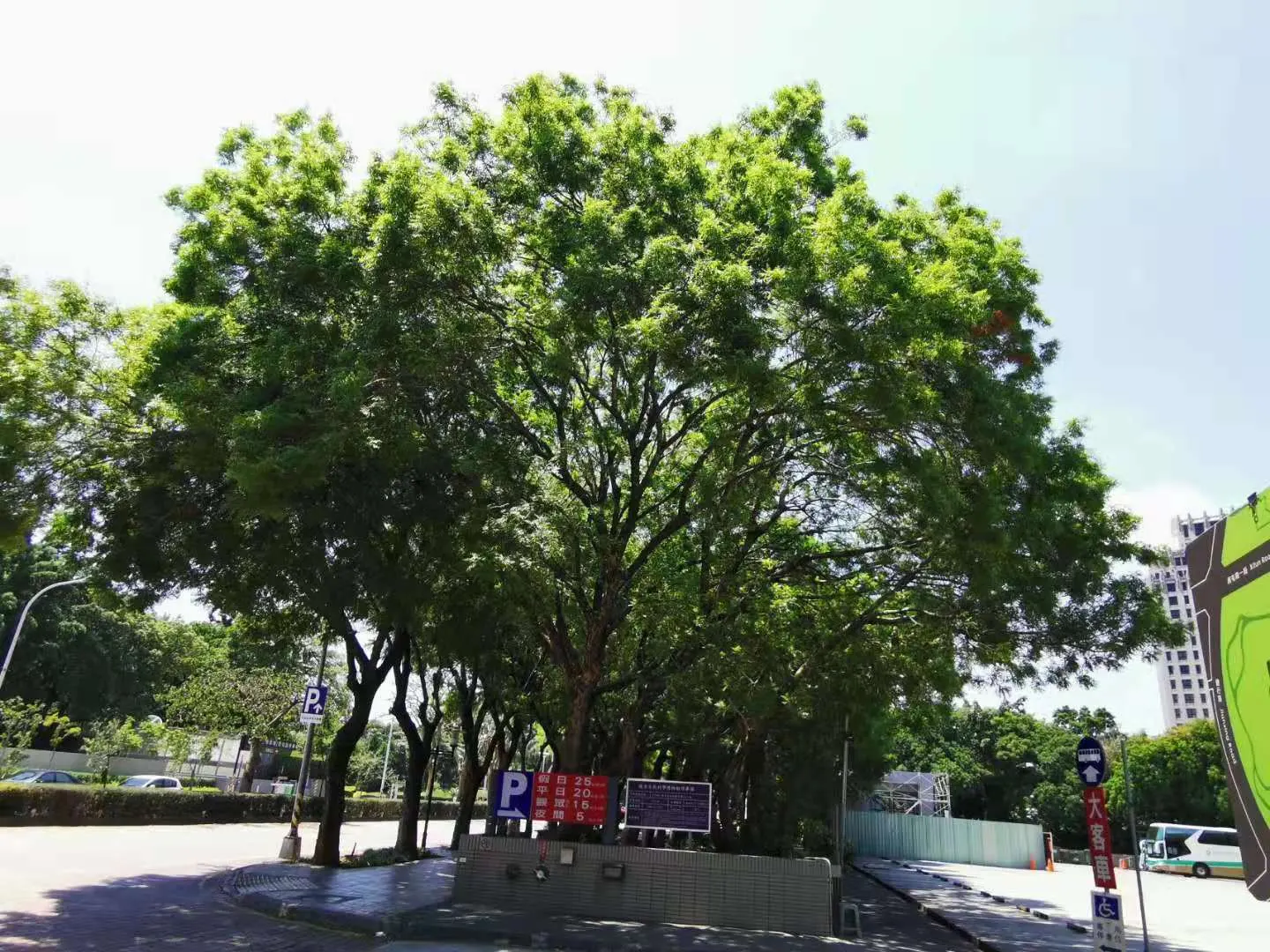 Chinese Pistache (Pistacia Chinensis) — This will ensure optimal health and color vibrancy, enhancing both residential and commercial landscapes alike