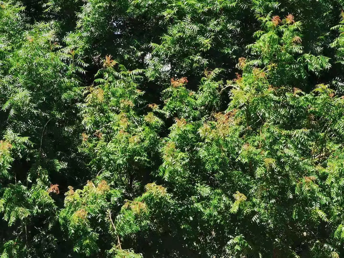 Chinese Pistache (Pistacia Chinensis) — delivering a striking autumnal display.<br><br>In addition to its aesthetic qualities