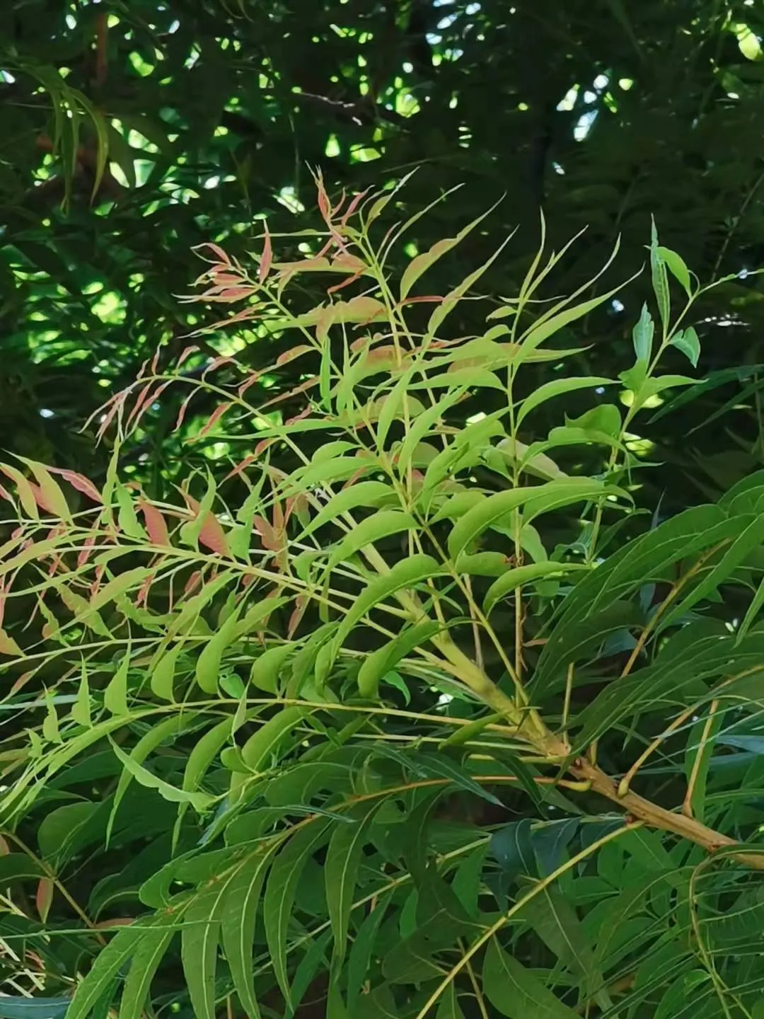 Chinese Pistache (Pistacia Chinensis) — It's known for its vibrant fall foliage, turning brilliant shades of orange to red