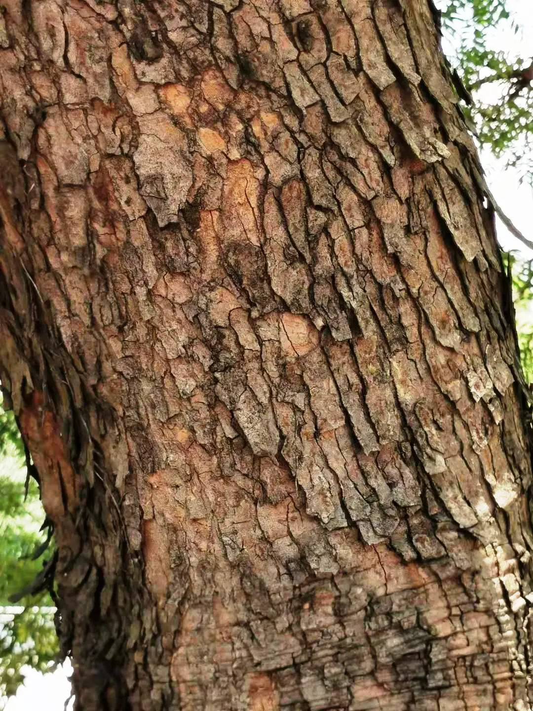 Chinese Pistache (Pistacia Chinensis) — It prefers full sun exposure and requires minimal care once established