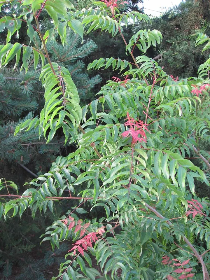 Chinese Pistache (Pistacia Chinensis) — Ideal for adding a splash of autumn color to temperate landscapes; this will ensure optimal health and color vibrancy