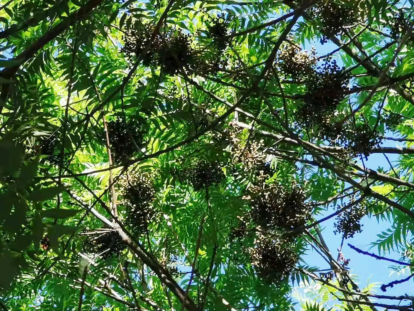 Chinese Pistache (Pistacia Chinensis) — This hardy species tolerates various soils and urban conditions