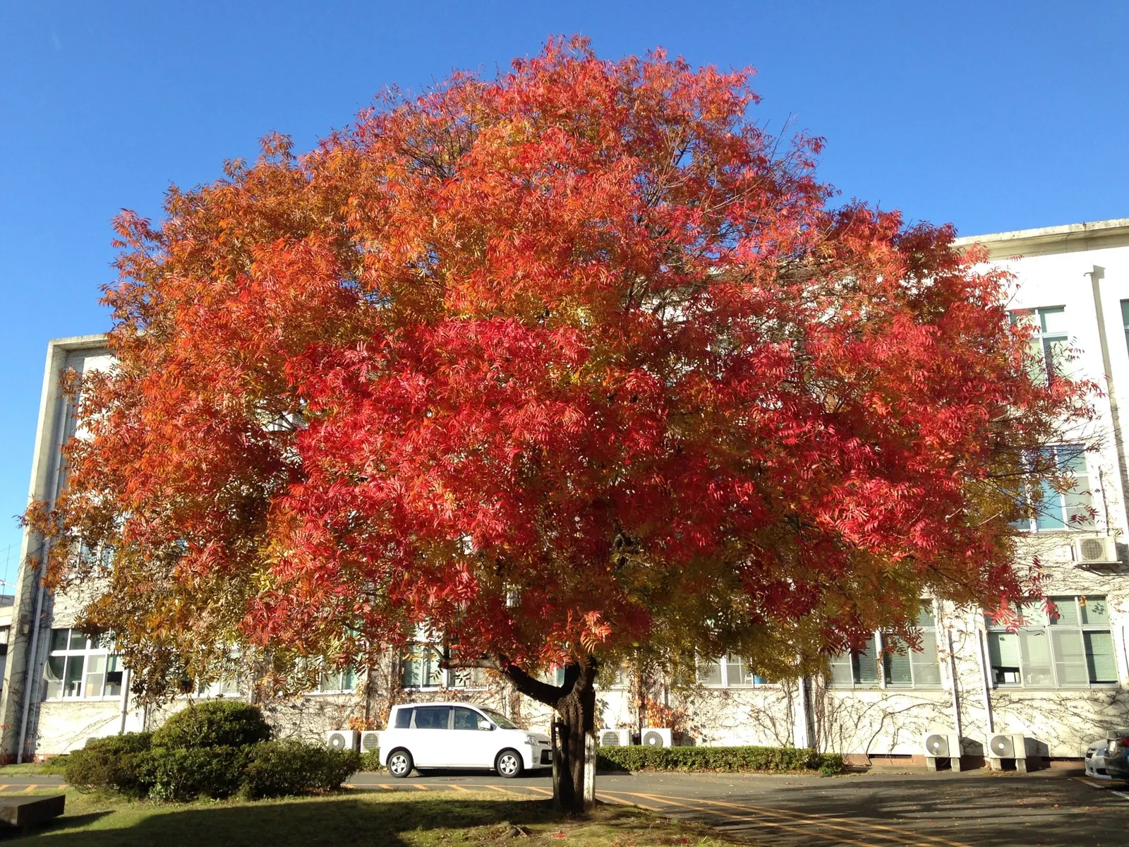 Chinese Pistache (Pistacia Chinensis) — low-maintenance choice for street or lawn plantings