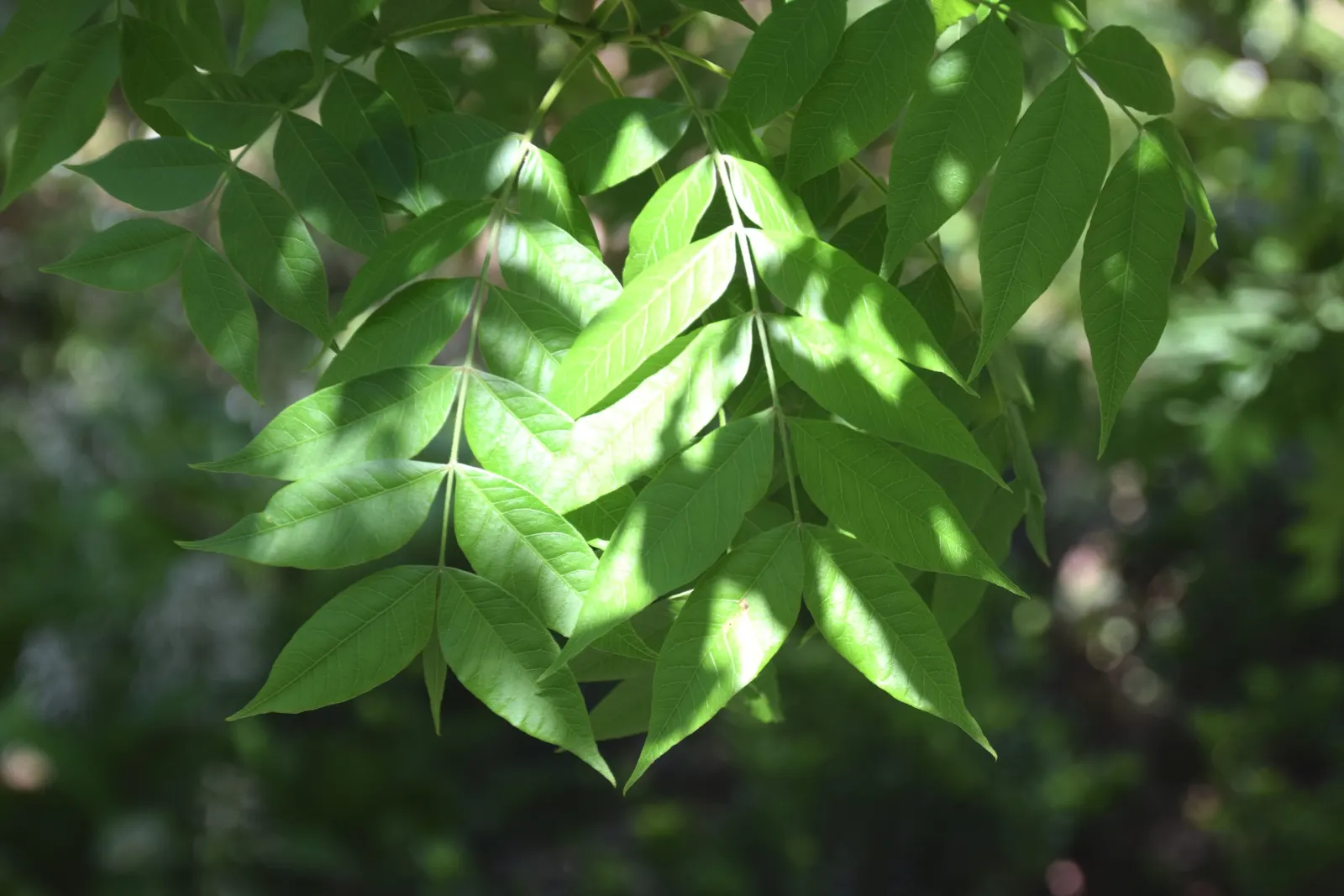 Chinese Pistache (Pistacia Chinensis) — The Chinese Pistache (Pistacia chinensis) is a resilient