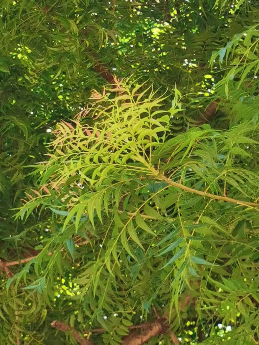 Chinese Pistache (Pistacia Chinensis) — the Chinese Pistache thrives in USDA Hardiness Zones 6 through 9