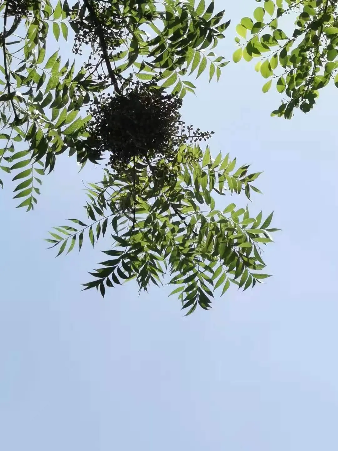 Chinese Pistache (Pistacia Chinensis) — this tree is pest resistant and requires minimal maintenance once established; delivering a striking autumnal