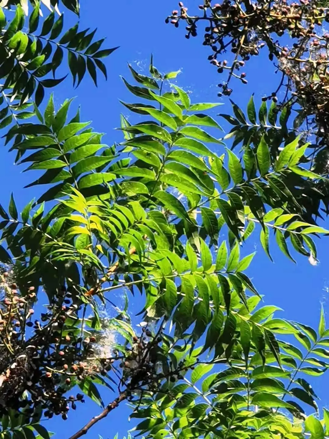Chinese Pistache (Pistacia Chinensis) — It does not produce significant fruit