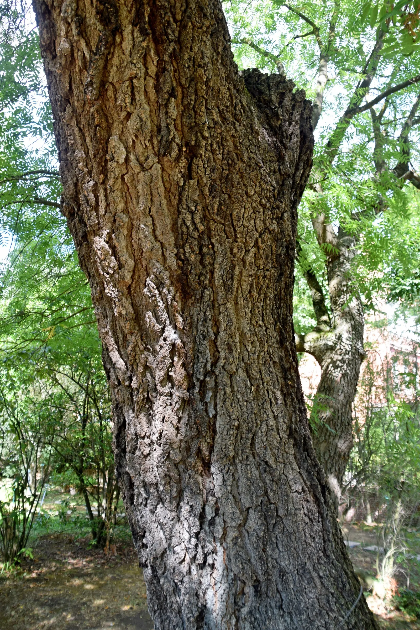 Chinese Pistache (Pistacia Chinensis) — The Chinese Pistache (Pistacia chinensis) is a resilient; this hardy species tolerates various soils and, image 41
