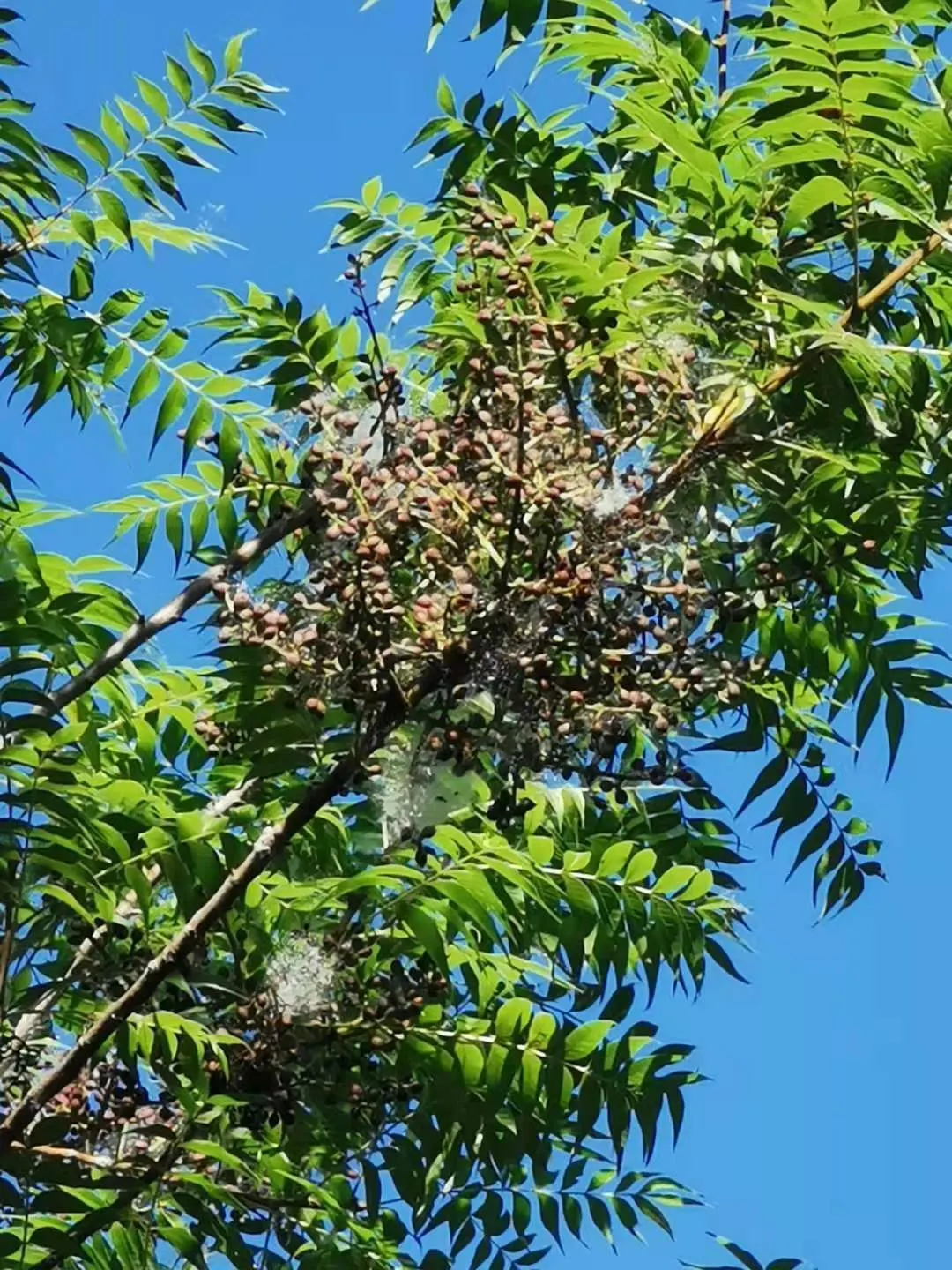 Chinese Pistache (Pistacia Chinensis) — tree for full; this tree is pest resistant and requires minimal maintenance once established