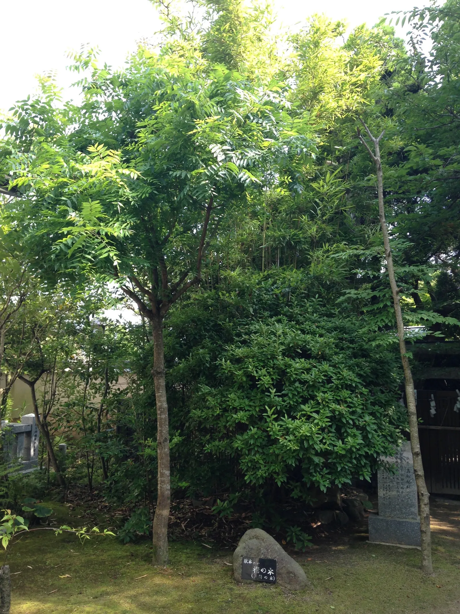 Chinese Pistache (Pistacia Chinensis) — deciduous tree reaching 25-35 feet in height with an equally wide canopy; it is drought-tolerant once, image 42