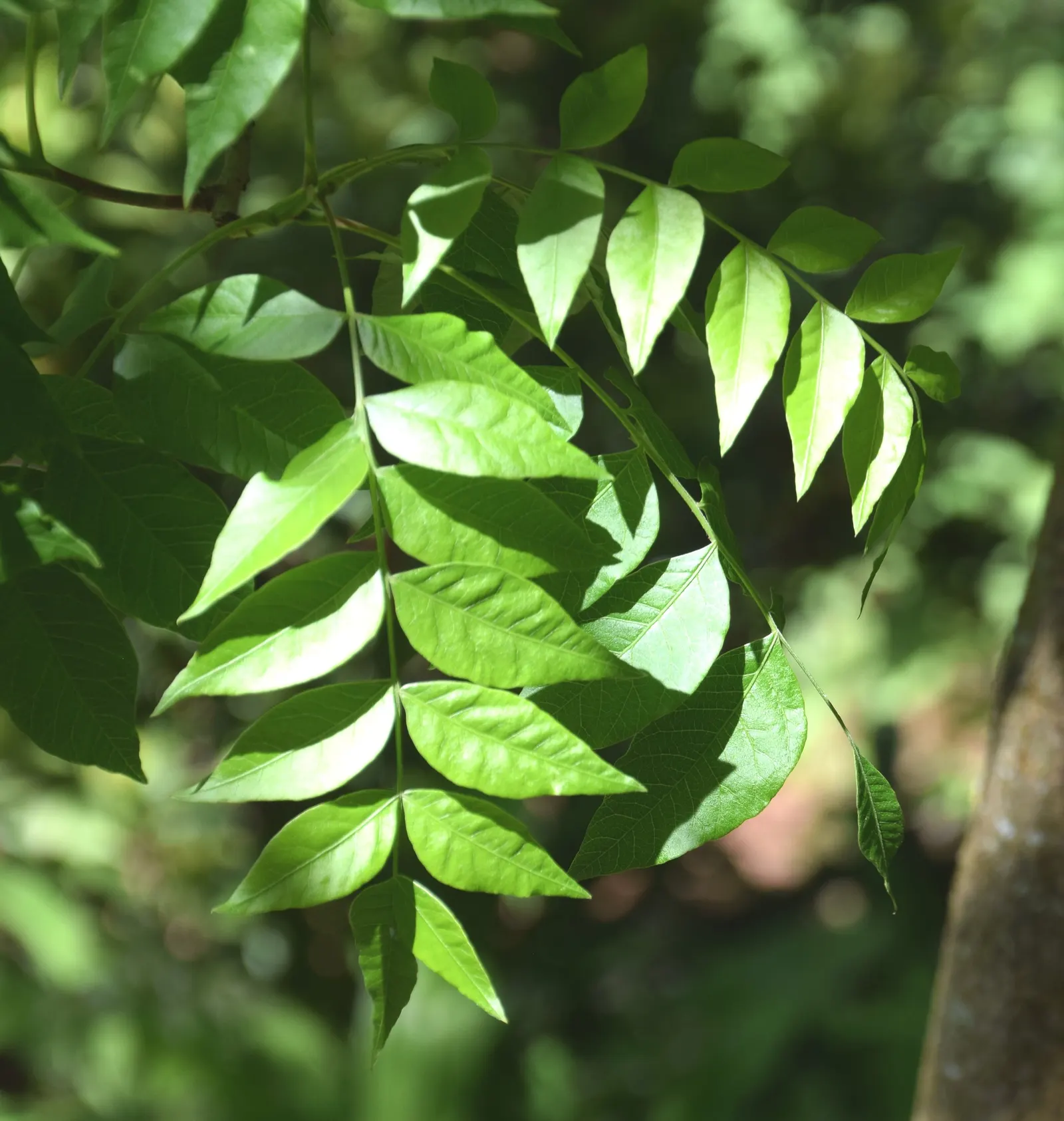 Chinese Pistache (Pistacia Chinensis) — this tree is pest resistant and requires minimal maintenance once established
