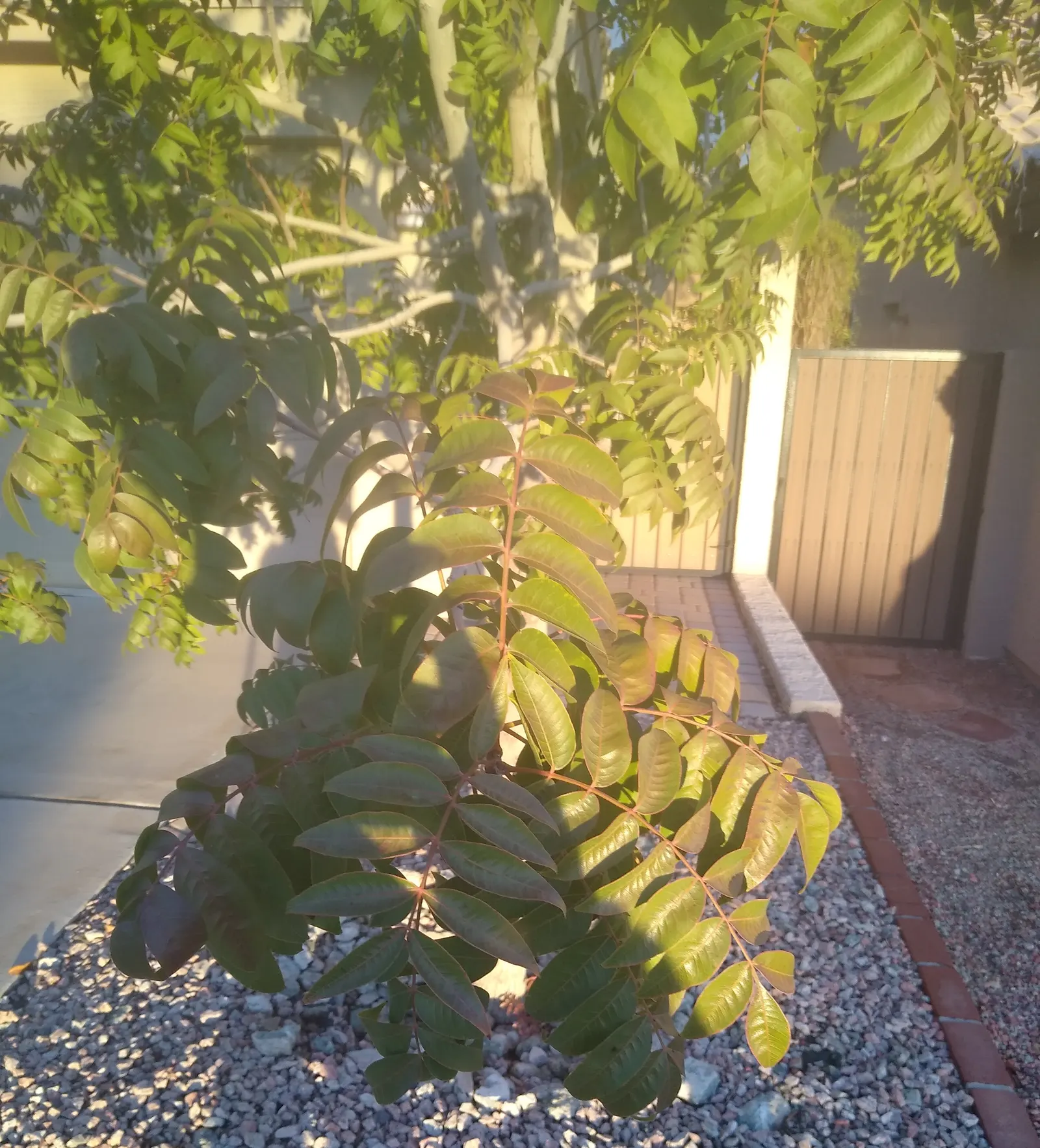 Chinese Pistache (Pistacia Chinensis) — making it a splendid choice for a diverse range of landscapes; tree for full