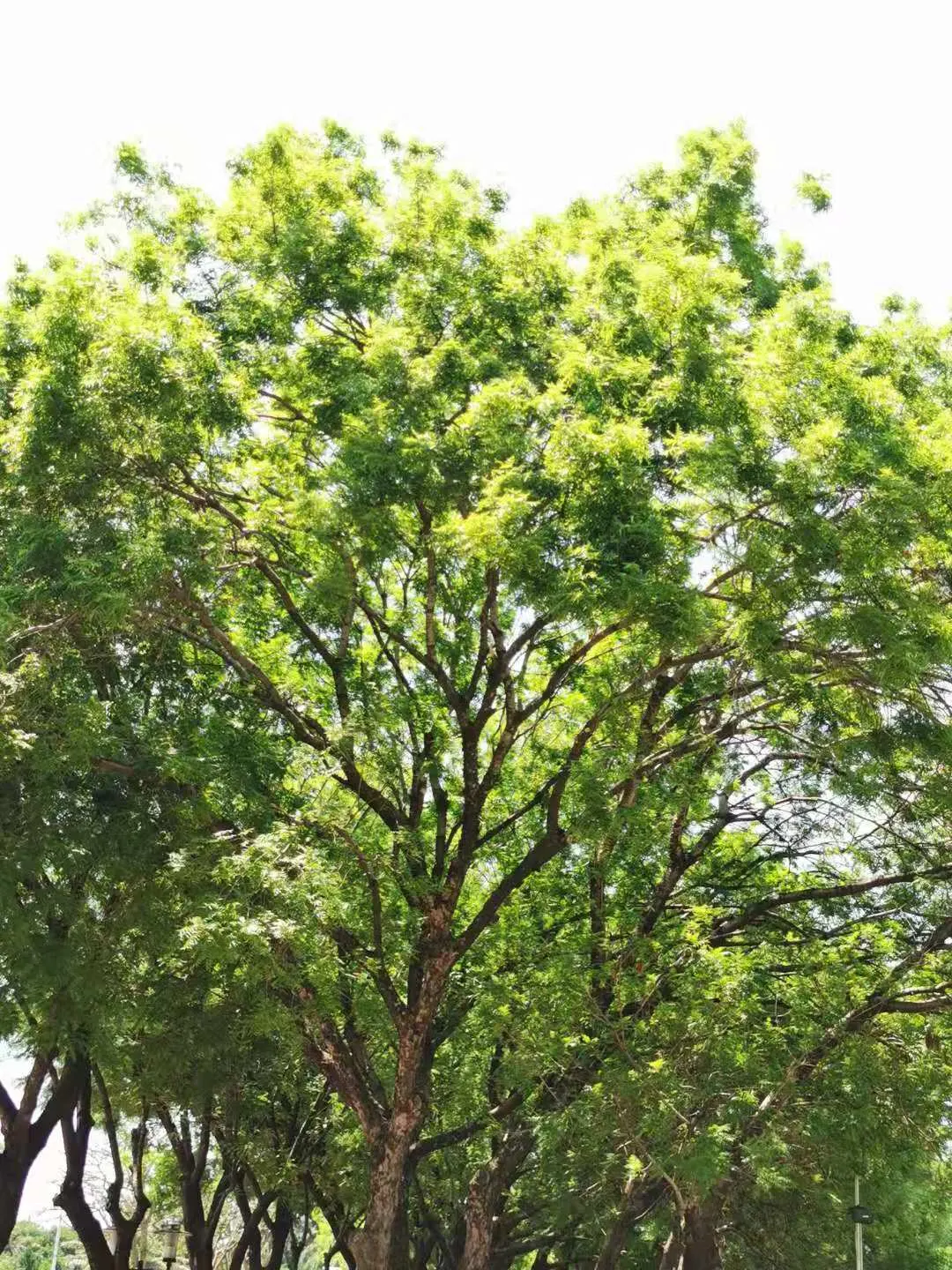 Chinese Pistache (Pistacia Chinensis) — Ideal for adding a splash of autumn color to temperate landscapes