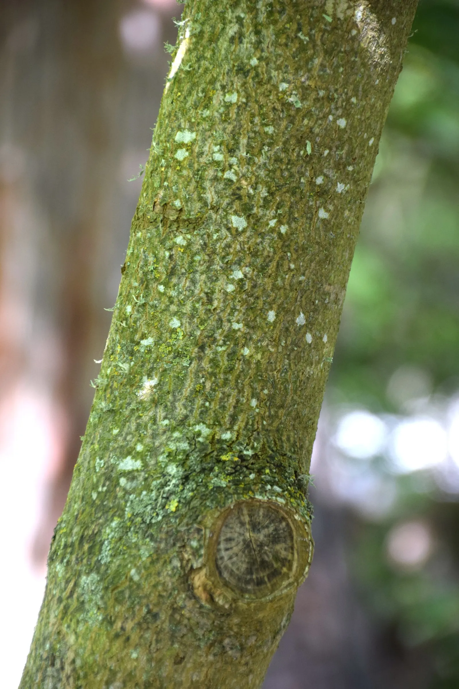 Chinese Pistache (Pistacia Chinensis) — tree for full
