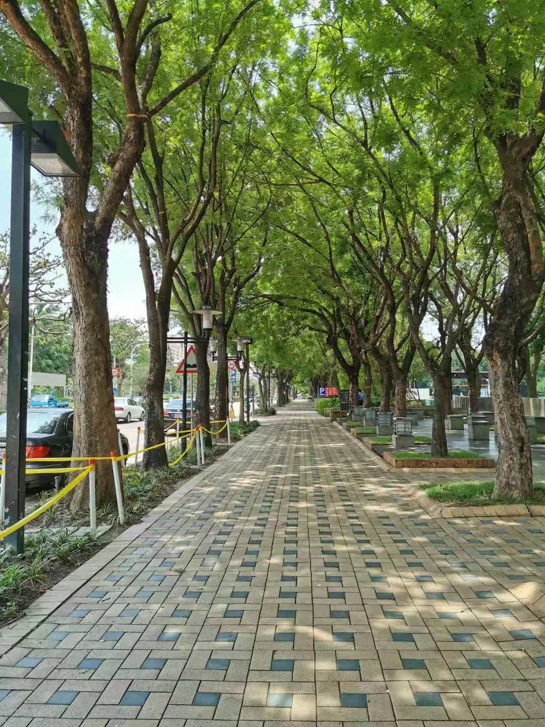 Chinese Pistache (Pistacia Chinensis) — and it adapts well to various soil types