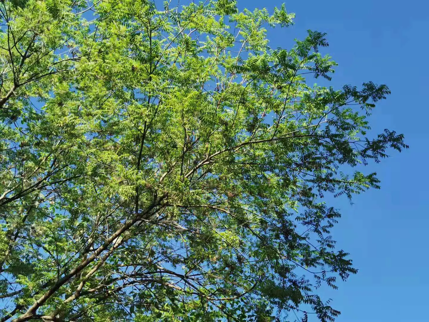 Chinese Pistache (Pistacia Chinensis) — It does not produce significant fruit; it's known for its vibrant fall foliage, turning brilliant shades of orange to