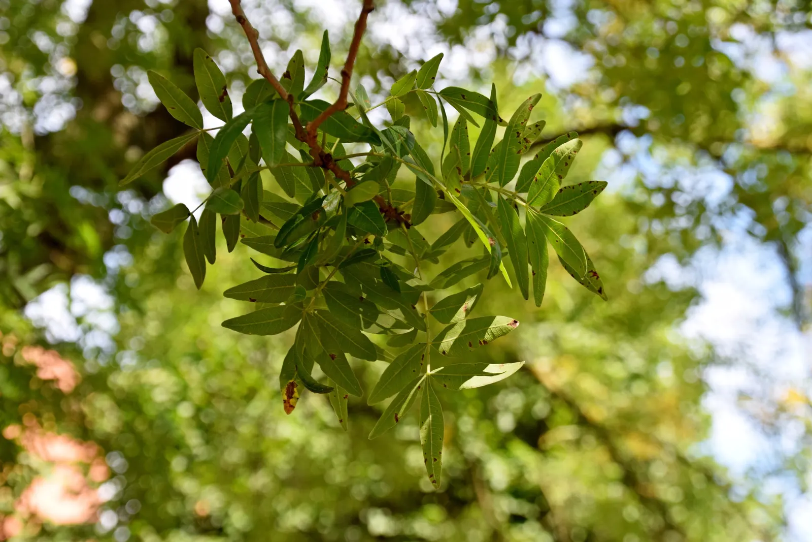 Chinese Pistache (Pistacia Chinensis) — It prefers full sun exposure and requires minimal care once established; and it adapts well to various soil, image 45