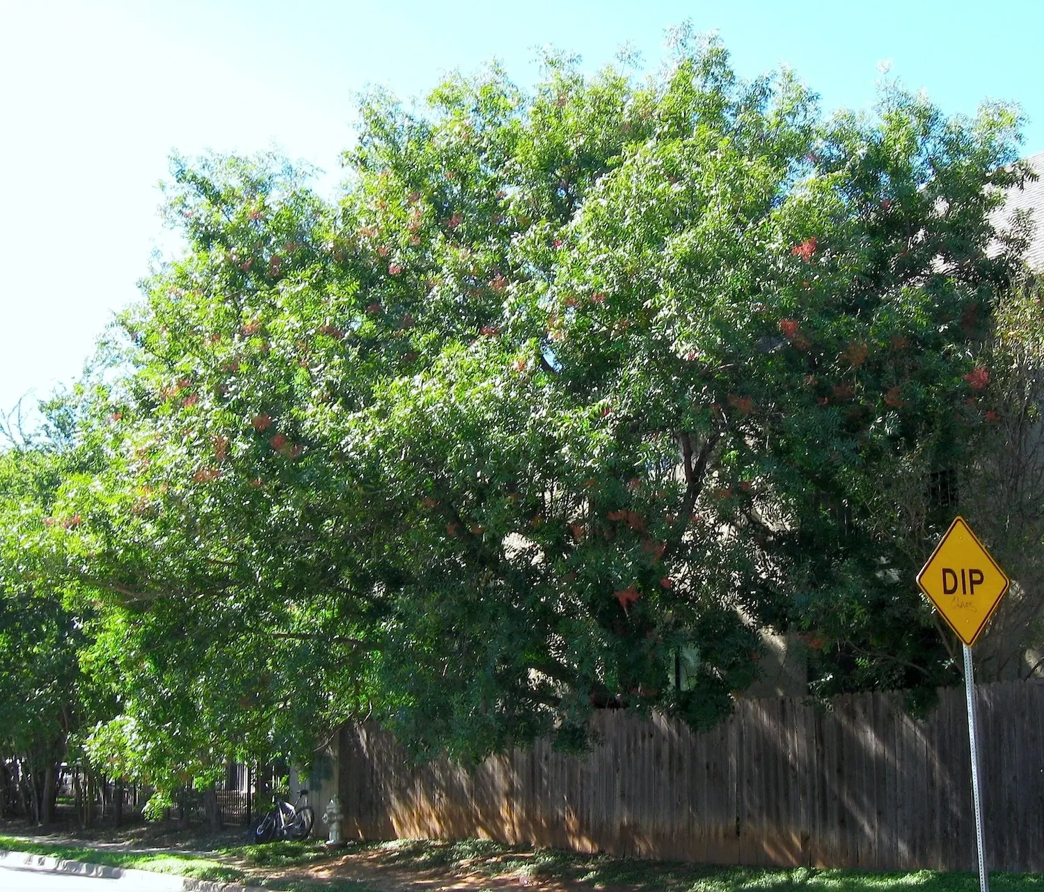Chinese Pistache (Pistacia Chinensis) — The Chinese Pistache (Pistacia chinensis) is a deciduous tree with a notably graceful; from clay to loam to sand