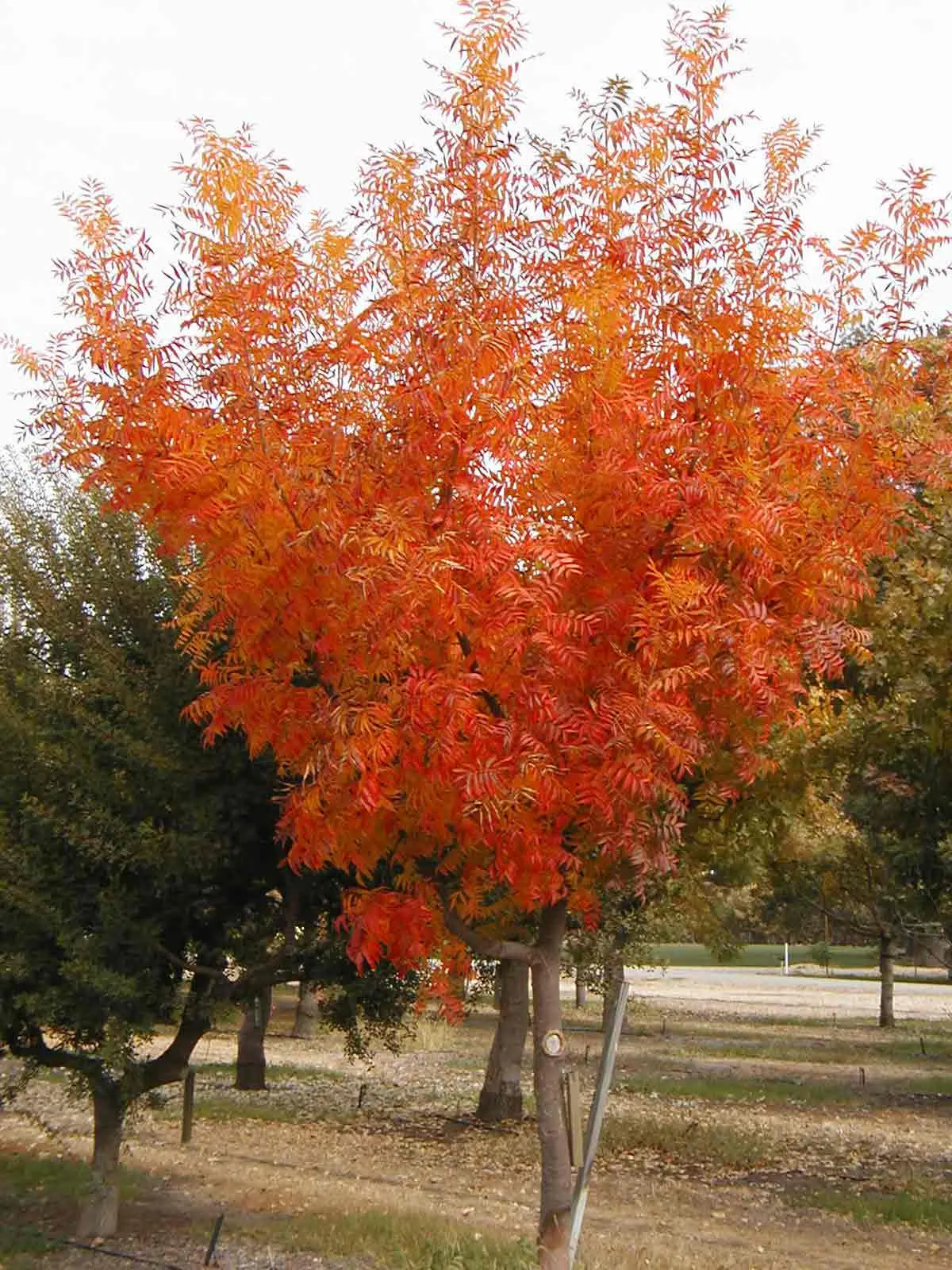 Chinese Pistache (Pistacia Chinensis) — It is drought-tolerant once established; pinnate leaves are deep green through spring and summer