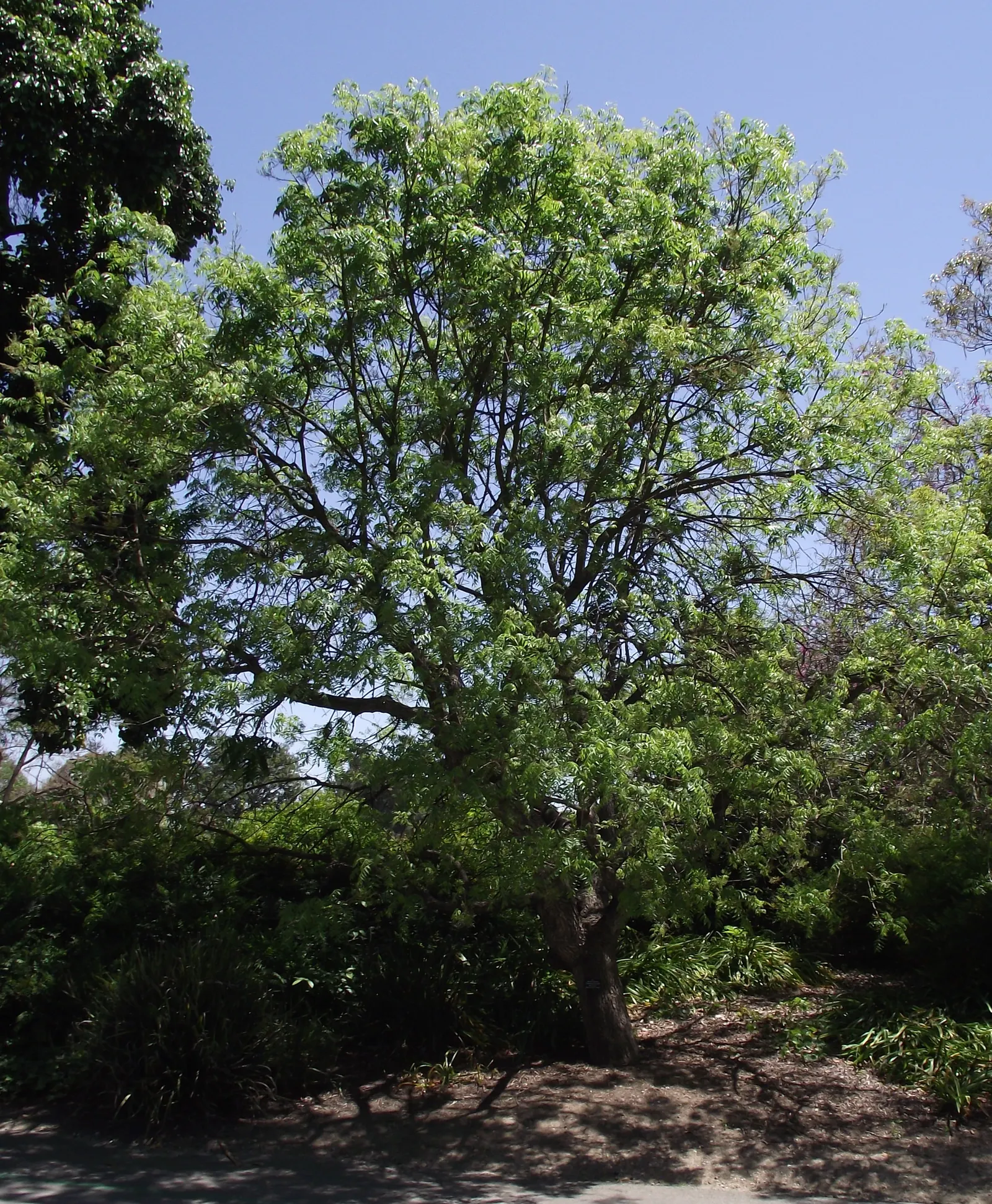 Chinese Pistache (Pistacia Chinensis) — and it adapts well to various soil types; the Chinese Pistache (Pistacia chinensis) is a resilient