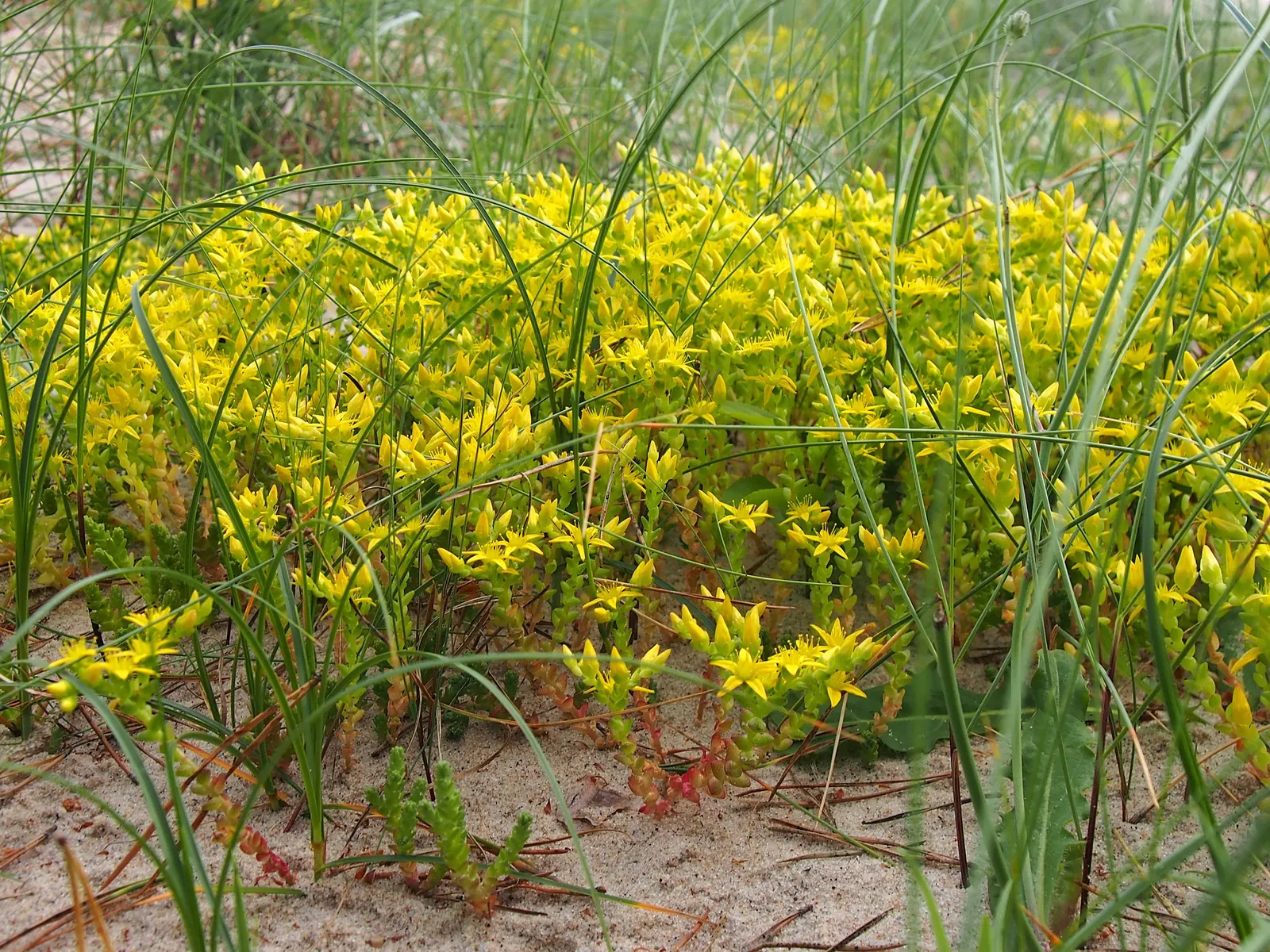 Goldmoss Sedum (Sedum Acre) — it blooms profusely with tiny; it prefers well-drained soil and is very drought-resistant once established