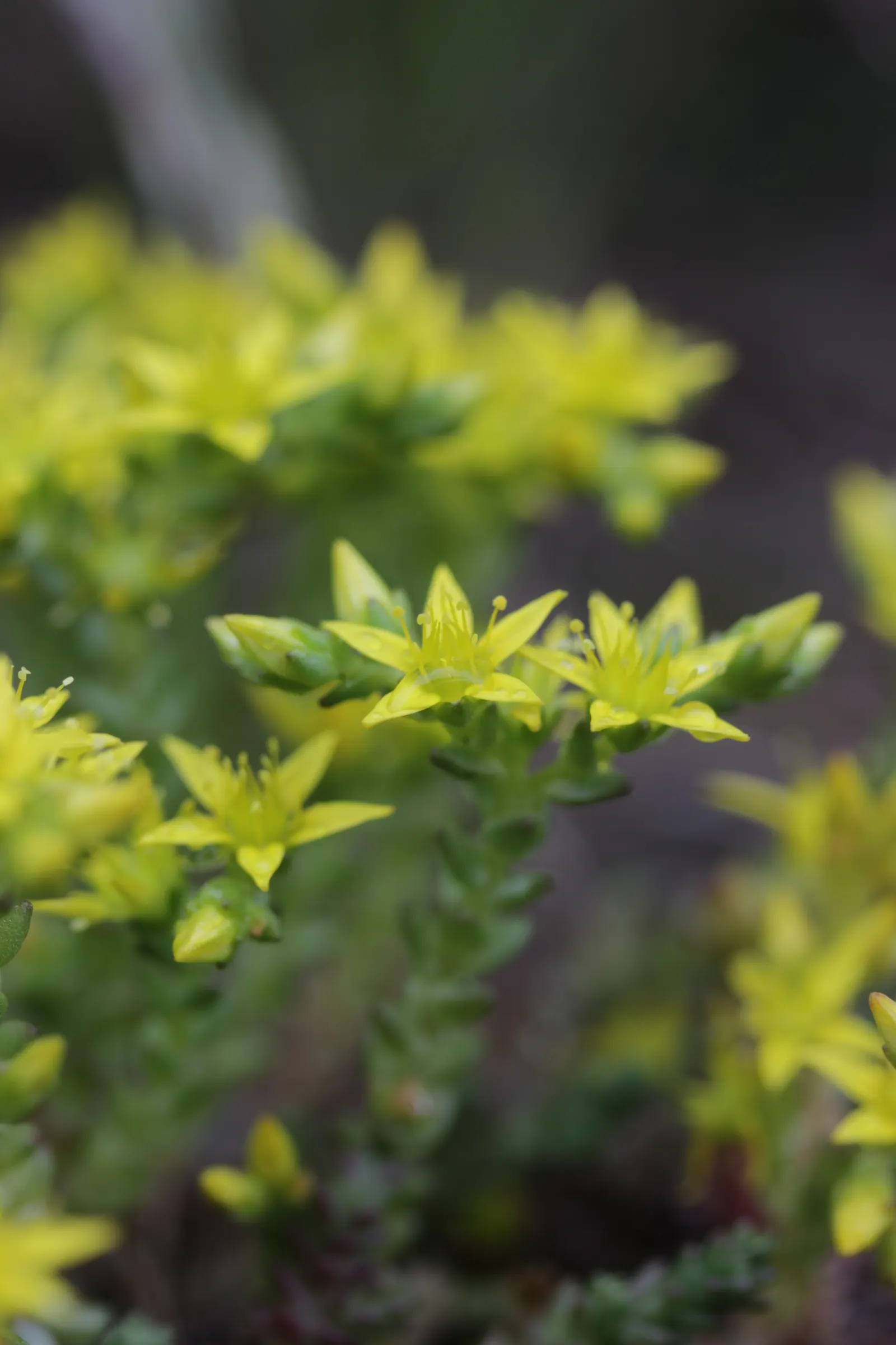 Goldmoss Sedum (Sedum Acre) — providing year-round interest with minimal care requirements; it also serves well as a filler between stepping stones, image 89