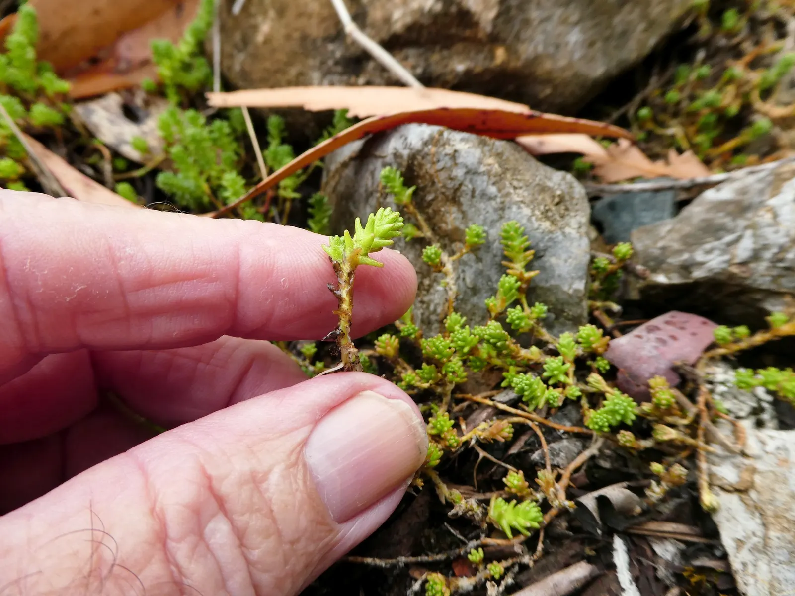 Goldmoss Sedum (Sedum Acre) — It prefers well-drained soil and is very drought-resistant once established