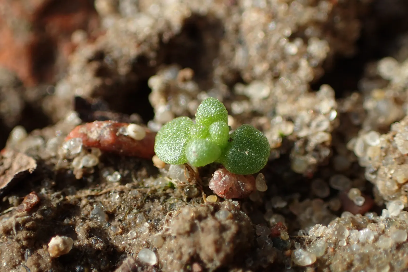 Goldmoss Sedum (Sedum Acre) — adding a burst of color to your landscape design; with a fleshy texture and a bright green hue that adds an, image 77