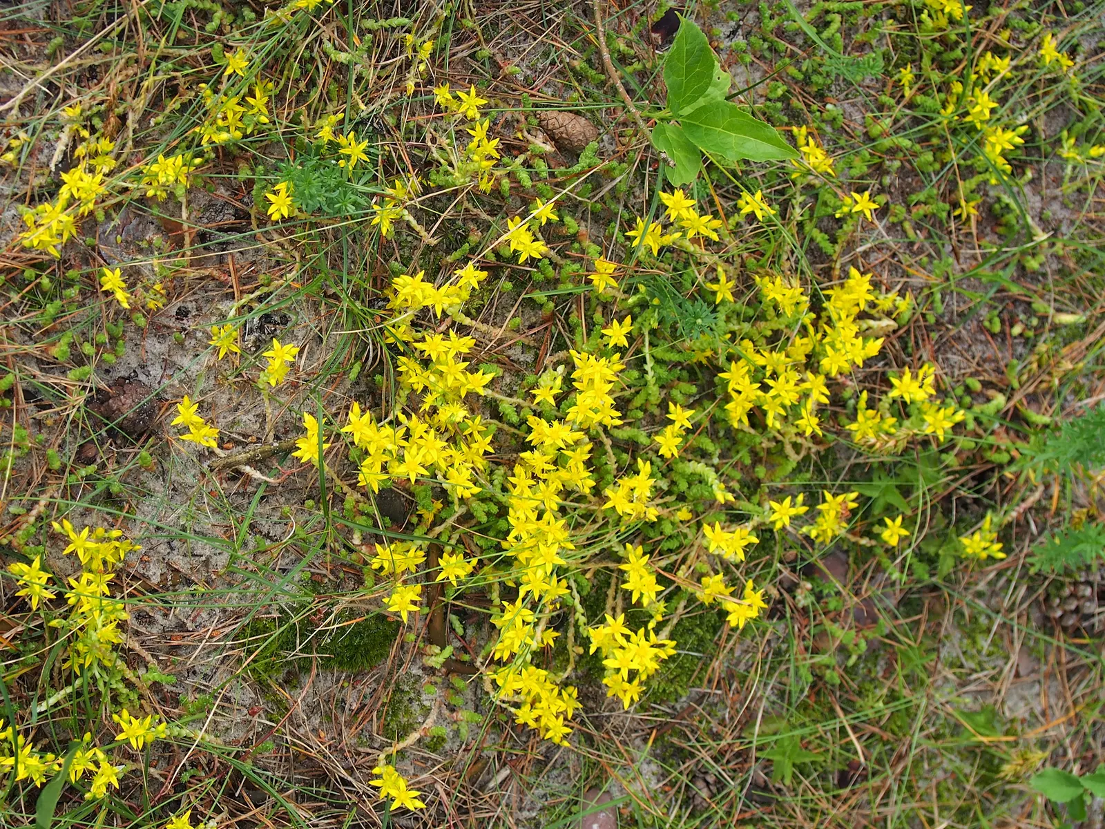 Goldmoss Sedum (Sedum Acre) — Thriving in USDA zones 3-9, it reaches up to 3 inches in height and spreads 12-24 inches; goldmoss Sedum is extremely, image 50