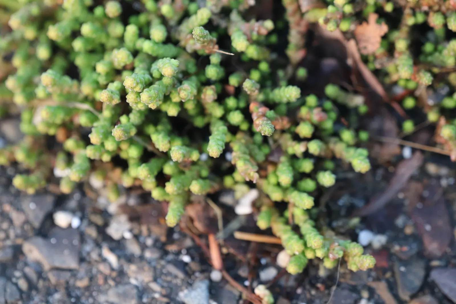 Goldmoss Sedum (Sedum Acre) — the Goldmoss Sedum is a valuable addition to a garden space