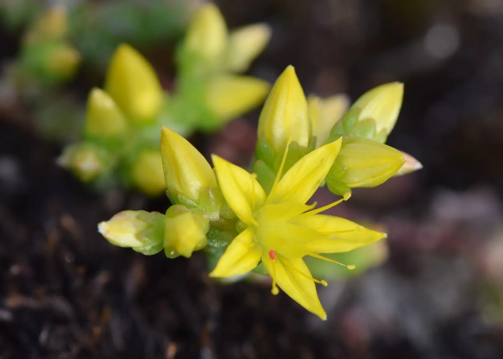 Goldmoss Sedum (Sedum Acre) — adding a burst of color to your landscape design