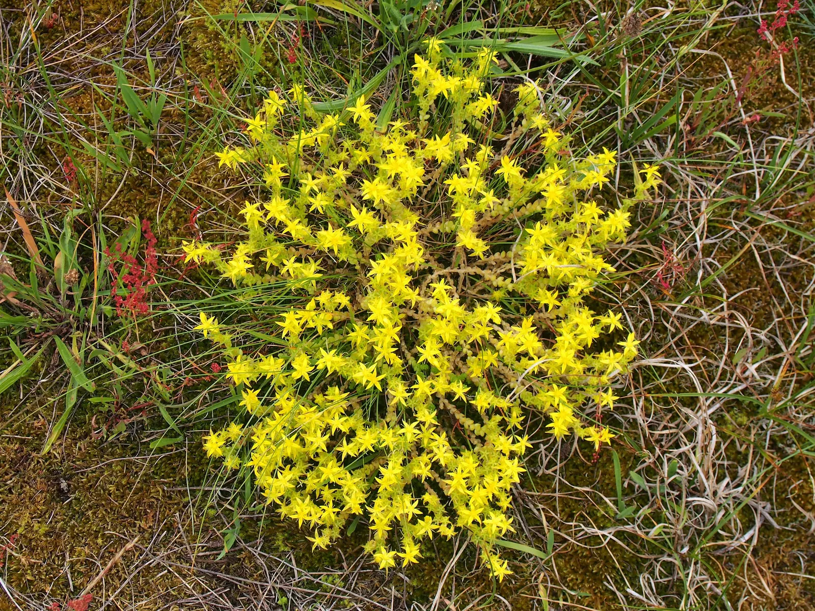 Goldmoss Sedum (Sedum Acre) — star-shaped yellow flowers that are roughly 1/2 inch in diameter
