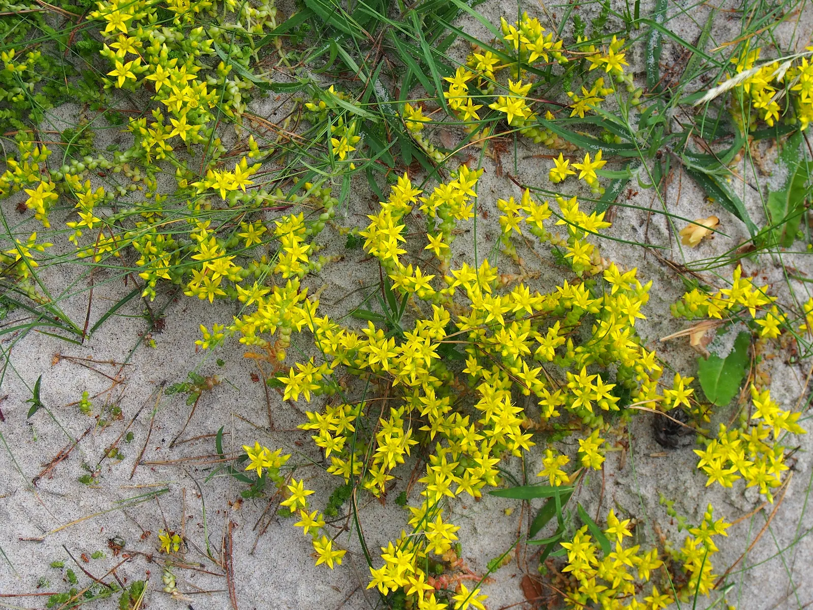 Goldmoss Sedum (Sedum Acre) — as it does not do well with excessive moisture.<br><br>For landscape designers and clients alike