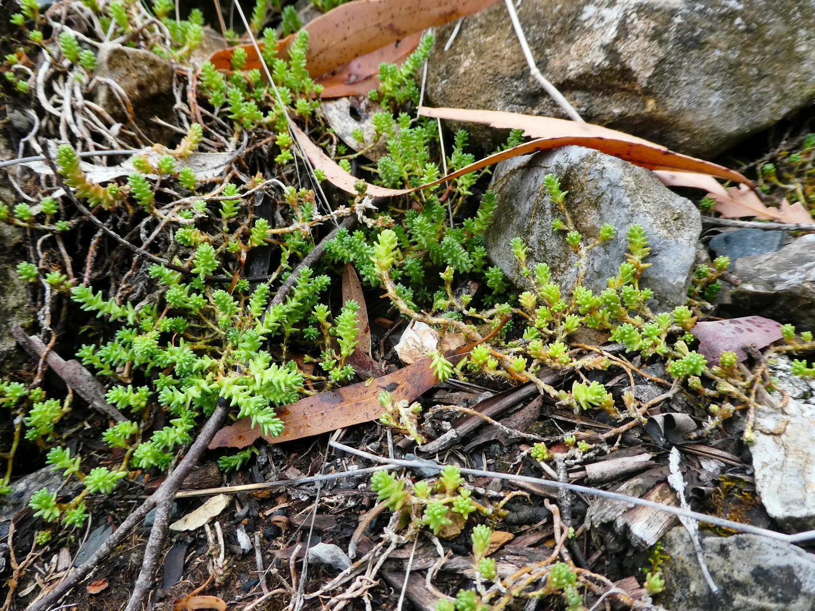 Goldmoss Sedum (Sedum Acre) — A full sun exposure will lead to the most vigorous growth and best flowering performance