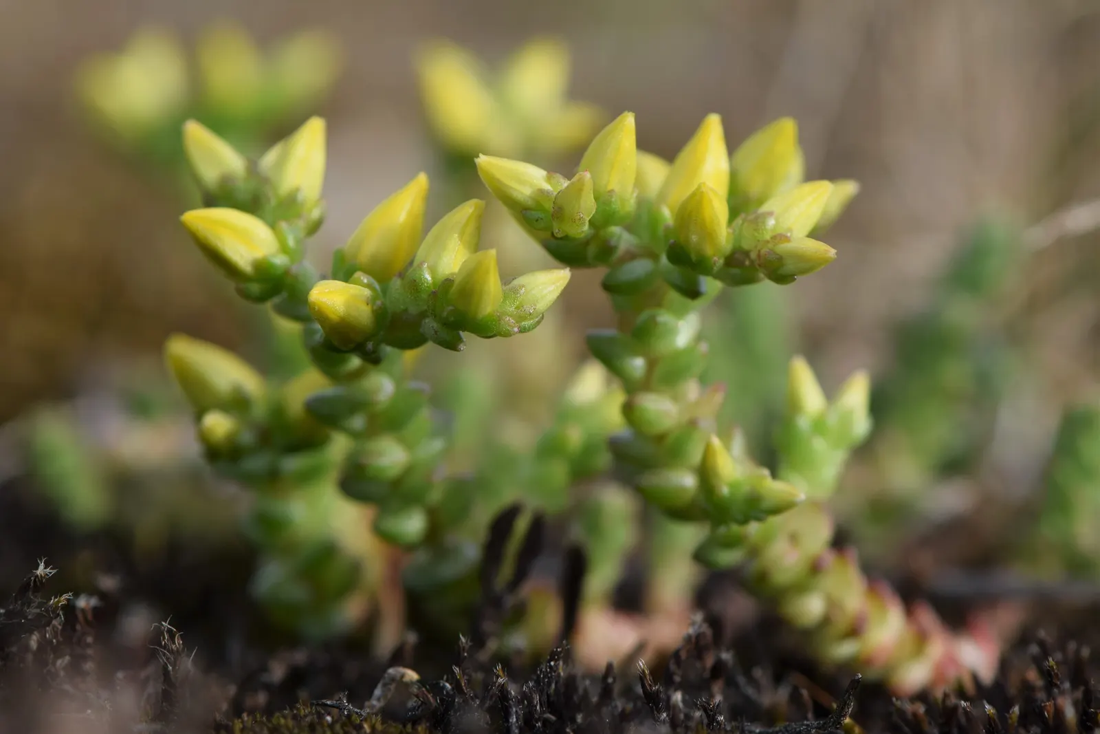 Goldmoss Sedum (Sedum Acre) — it blooms profusely with tiny; it prefers well-drained soil and is very drought-resistant once established, image 81