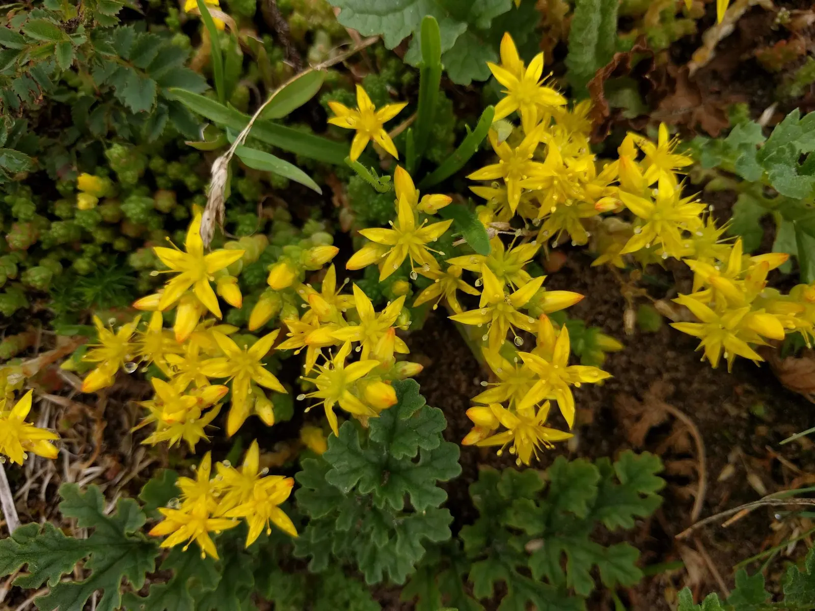 Goldmoss Sedum (Sedum Acre) — providing year-round interest with minimal care requirements; it also serves well as a filler between stepping stones or in rock