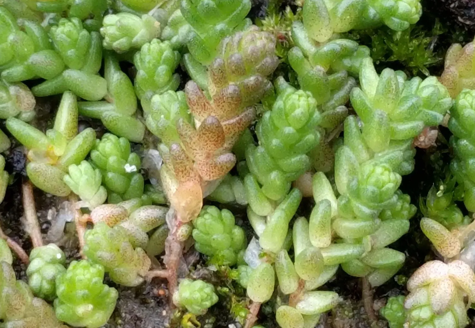 Goldmoss Sedum (Sedum Acre) — It prefers well-drained soil and is very drought-resistant once established; it blooms profusely with tiny