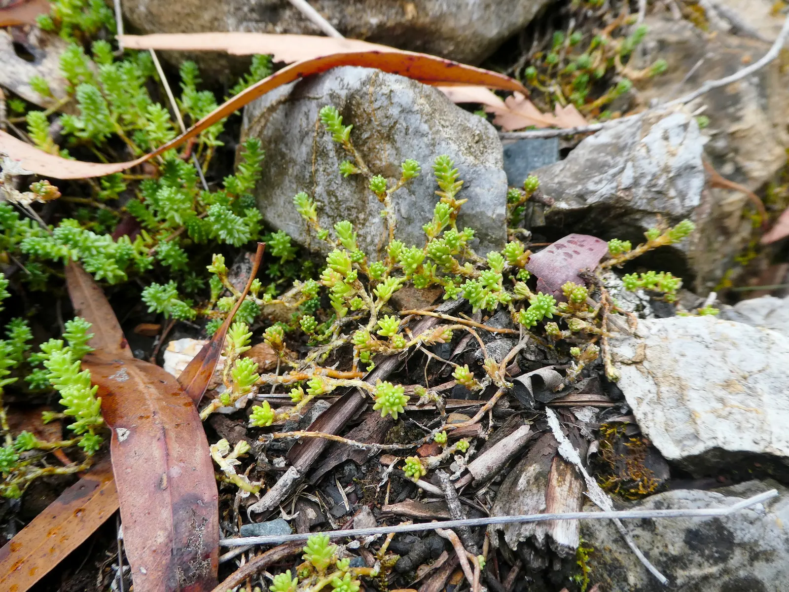 Goldmoss Sedum (Sedum Acre) — making it a perfect choice for xeriscaping or low-maintenance gardens; the Goldmoss Sedum is a valuable addition to a, image 61