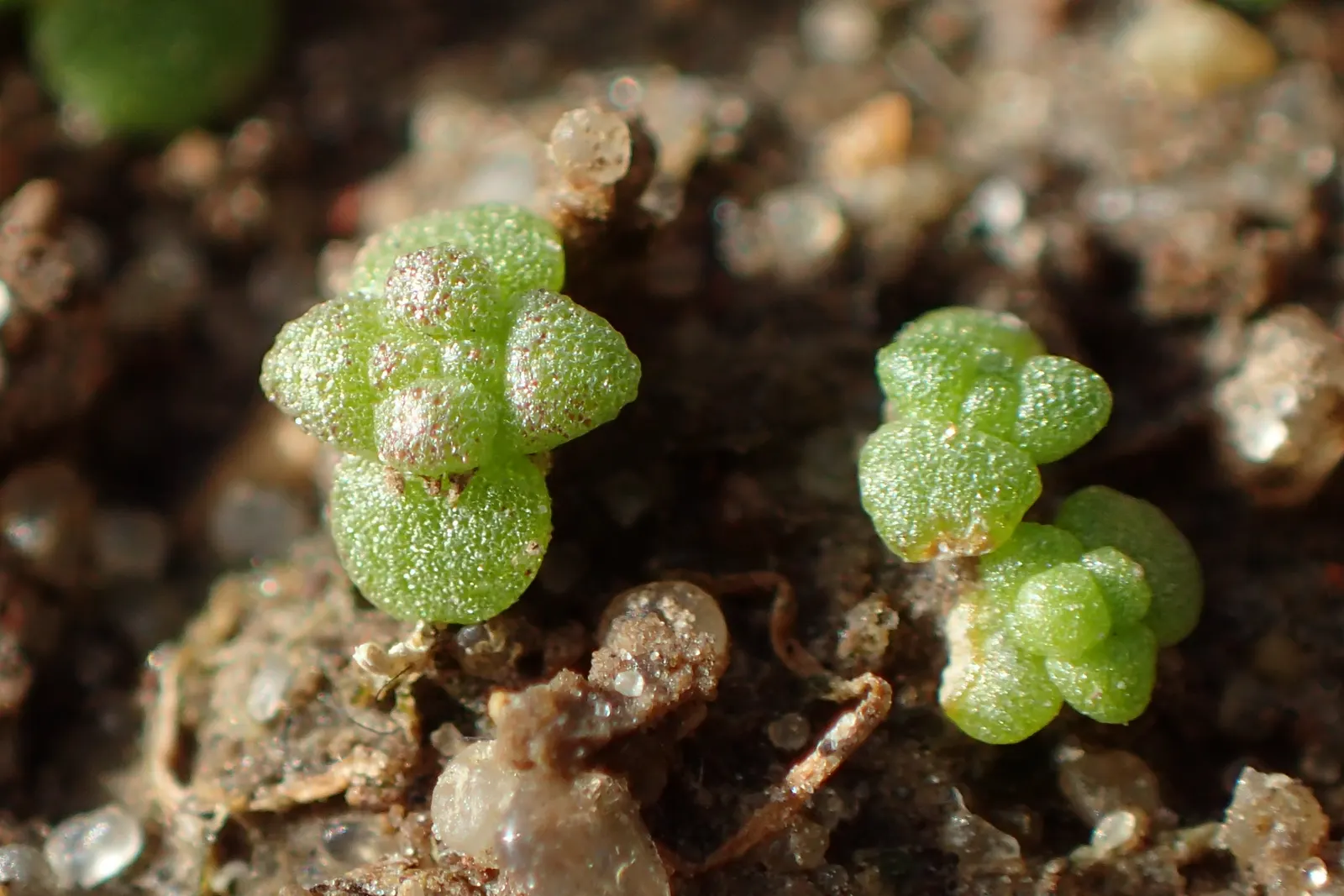 Goldmoss Sedum (Sedum Acre) — ground cover / perennial with yellow blooms; it is important to avoid overwatering