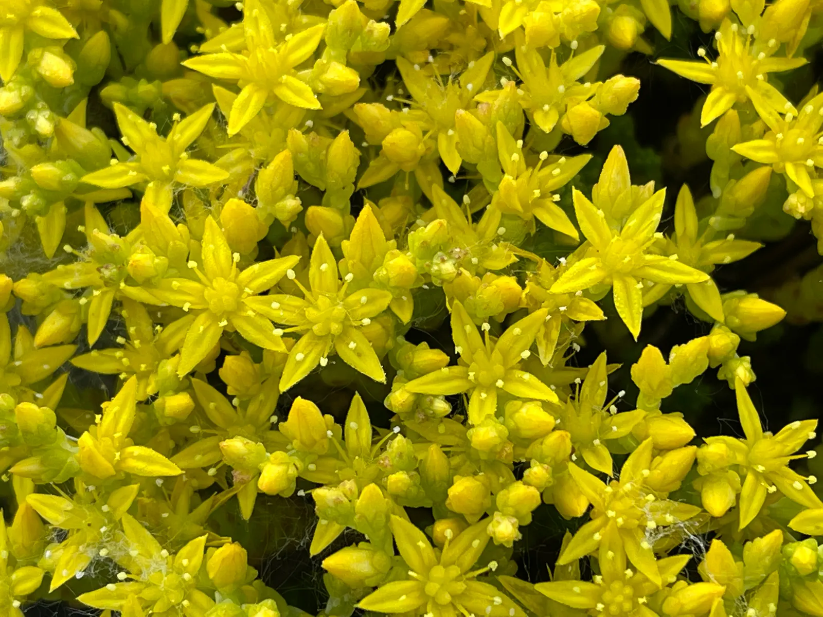Goldmoss Sedum (Sedum Acre) — ground cover / perennial for full or half; adding a soft yet structured element to the garden's texture, image 72